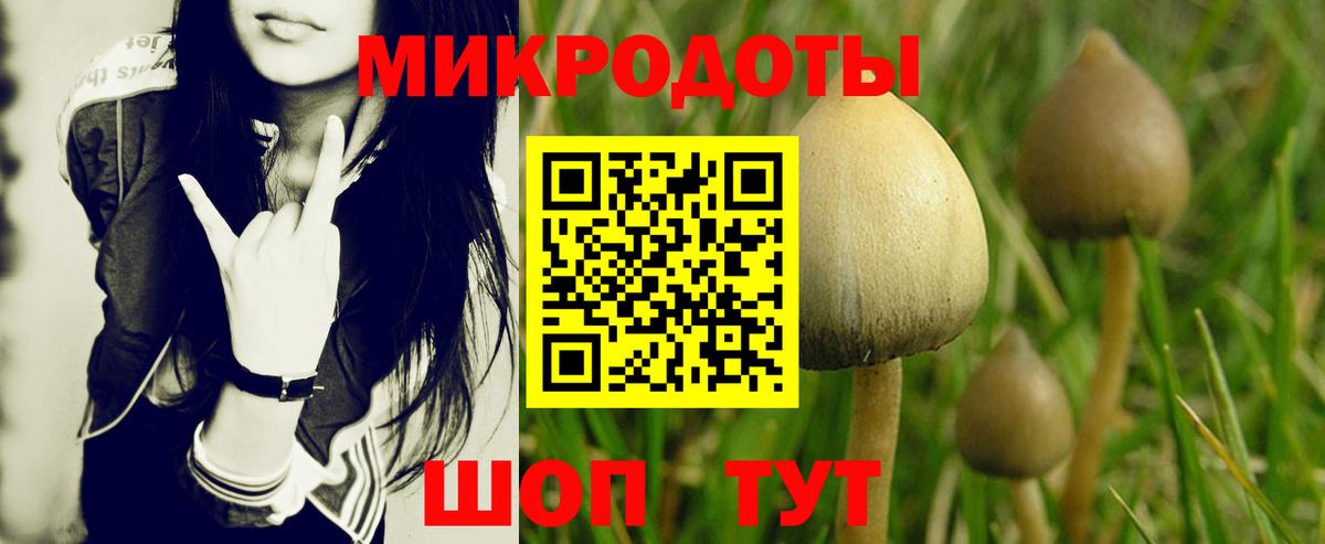 Галлюциногенные грибы Psilocybe Сочи